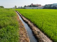 Wir kommen an einem Reisfeld in frischem Grün vorbei - Chau Doc - Vietnam